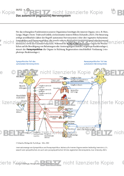 Biofeedback: Das autonome (vegetative) Nervensystem