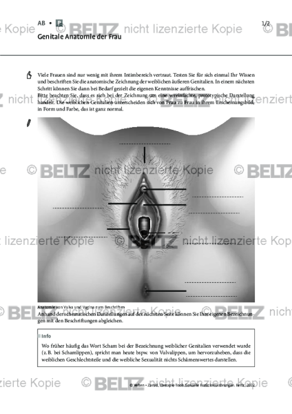 Sexuelle Funktionsstörungen: Genitale Anatomie der Frau