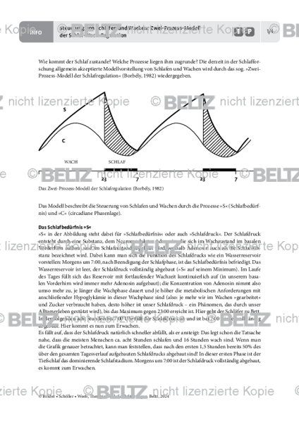 Schlafstörungen: Steuerung von Schlafen und Wachen: Zwei-Prozess-Modell der Schlaf-Wach-Regulation